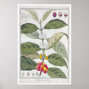 Kaffeeplakat Botanischer Druck Arabica Art Café Poster