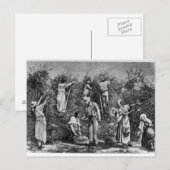 Kaffeesehe Postkarte (Vorne/Hinten)