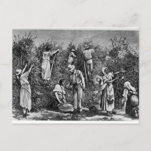 Kaffeesehe Postkarte (Vorderseite)