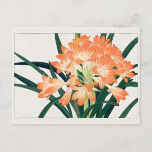 Kaffir lily by Tanigami Konan Postkarte