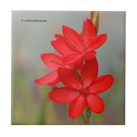 Kaffir Lily / River Lily / Hesperantha Coccinea Fliese (Vorderseite)