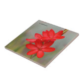 Kaffir Lily / River Lily / Hesperantha Coccinea Fliese (Seite)