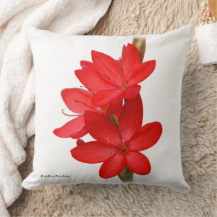 Kaffir Lily / River Lily / Hesperantha Coccinea Kissen