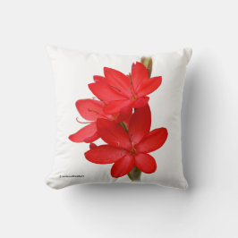 Kaffir Lily / River Lily / Hesperantha Coccinea Kissen