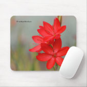 Kaffir Lily / River Lily / Hesperantha Coccinea Mousepad (Mit Mouse)