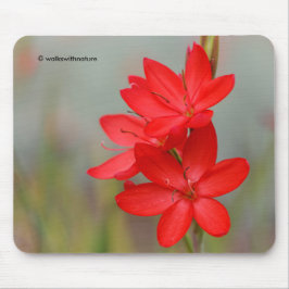 Kaffir Lily / River Lily / Hesperantha Coccinea Mousepad