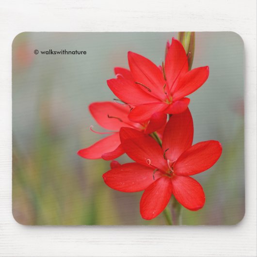 Kaffir Lily / River Lily / Hesperantha Coccinea Mousepad (Vorne)