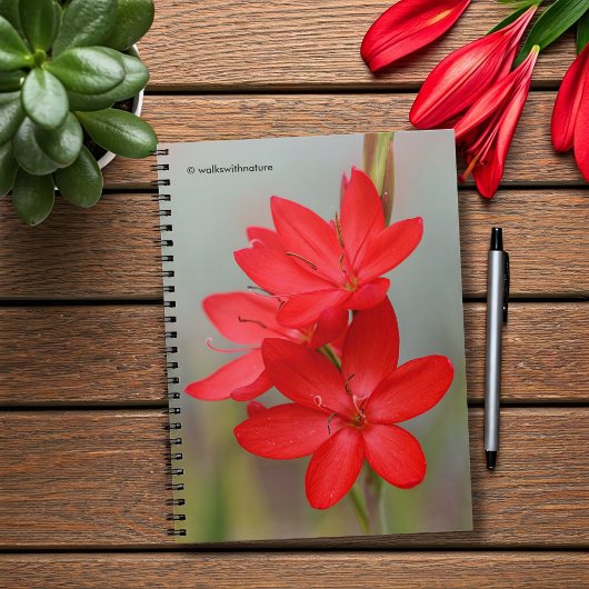 Kaffir Lily / River Lily / Hesperantha Coccinea Notizblock