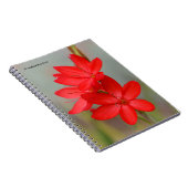 Kaffir Lily / River Lily / Hesperantha Coccinea Notizblock (Rechte Seite)