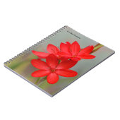 Kaffir Lily / River Lily / Hesperantha Coccinea Notizblock (Linke Seite)