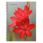 Kaffir Lily / River Lily / Hesperantha Coccinea Notizblock (Vorderseite)