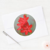 Kaffir Lily / River Lily / Hesperantha Coccinea Runder Aufkleber (Umschlag)