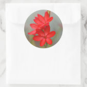 Kaffir Lily / River Lily / Hesperantha Coccinea Runder Aufkleber (Tasche)