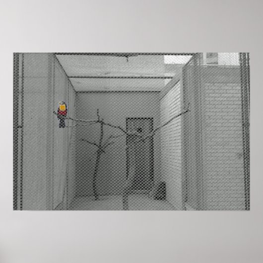 Käfigvogel Poster (Vorne)