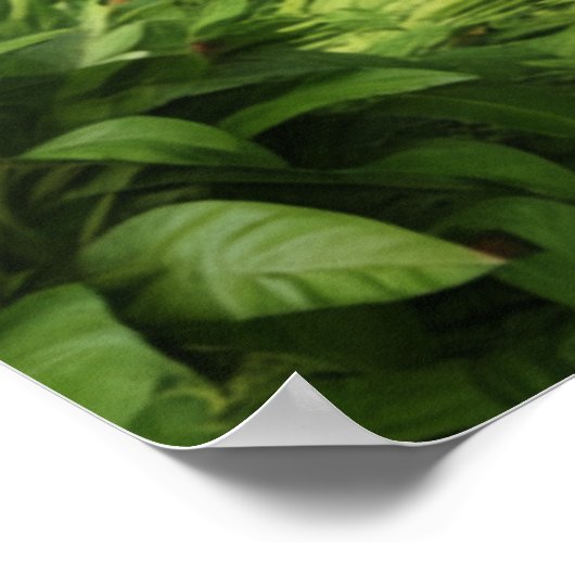 Kagu FM Radio Poster (Ecke)