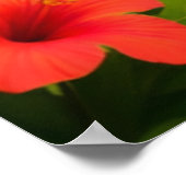 Kagu Mamoru Kun Poster (Ecke)