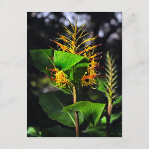 Kahili Ginger Postkarte