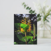 Kahili Ginger Postkarte (Stehend Vorderseite)
