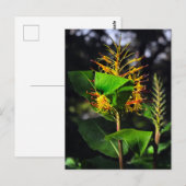 Kahili Ginger Postkarte (Vorne/Hinten)
