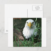 Kahladler Postkarte (Vorne/Hinten)