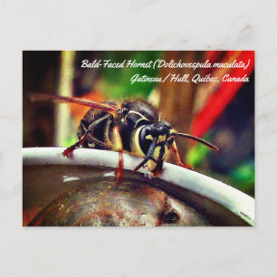 Kahle Gesichts-Hornisse (Dolichovespula maculata) Postkarte