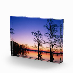 Kahle Zypressen   National Wildlife Refuge, TN Fotoblock
