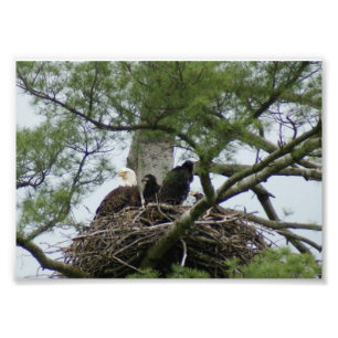 Kahles Eagel in Nest 7 photographischem Druck x5