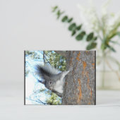 Kaibab-Eichhörnchen (Sciurus aberti kaibabensis) Postkarte (Stehend Vorderseite)
