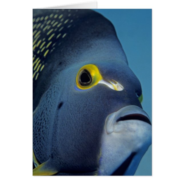Kaimaninseln, Angelfish Pomacanthus (Vorne)