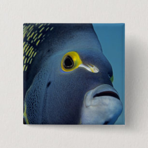 Kaimaninseln, Angelfish Pomacanthus Button