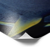 Kaimaninseln, Angelfish Pomacanthus Fotodruck (Ecke)