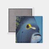 Kaimaninseln, Angelfish Pomacanthus Magnet (Vorderseite/Rückseite)