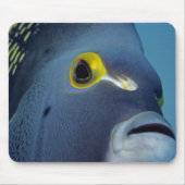 Kaimaninseln, Angelfish Pomacanthus Mousepad (Vorne)