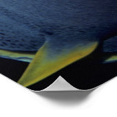 Kaimaninseln, Angelfish Pomacanthus Poster (Ecke)