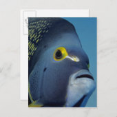 Kaimaninseln, Angelfish Pomacanthus Postkarte (Vorne/Hinten)