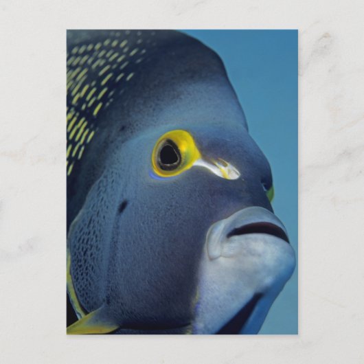Kaimaninseln, Angelfish Pomacanthus Postkarte (Vorderseite)