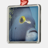 Kaimaninseln, Angelfish Pomacanthus Silbernes Ornament (Links)