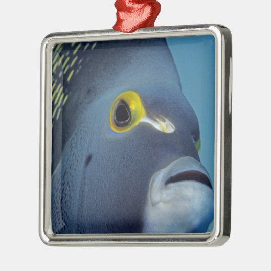 Kaimaninseln, Angelfish Pomacanthus Silbernes Ornament (Links)