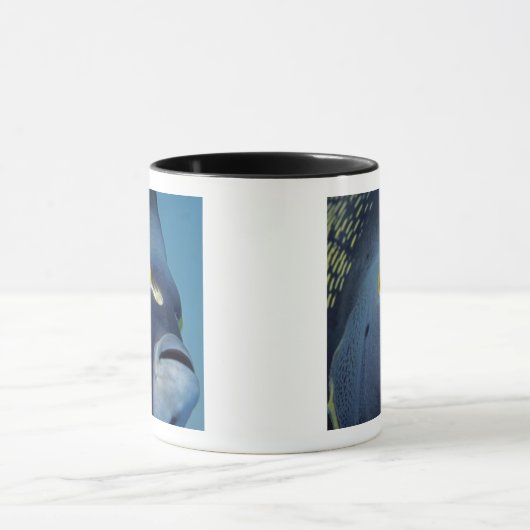 Kaimaninseln, Angelfish Pomacanthus Tasse (Zentrum)