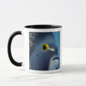 Kaimaninseln, Angelfish Pomacanthus Tasse (Links)