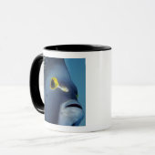 Kaimaninseln, Angelfish Pomacanthus Tasse (Vorderseite Links)