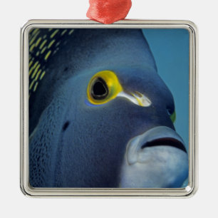 Kaimaninseln, Franzosen-Kaiserfisch Pomacanthus Silbernes Ornament