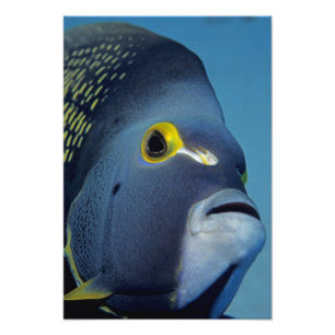 Kaimaninseln, Französischer Engelfisch Pomacanthus Fotodruck