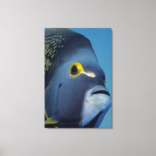 Kaimaninseln, Französischer Engelfisch Pomacanthus Leinwanddruck