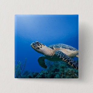 Kaimaninseln, Little Cayman Island, Unterwasser 2 Button