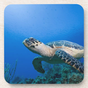 Kaimaninseln, Little Cayman Island, Unterwasser 2 Getränkeuntersetzer