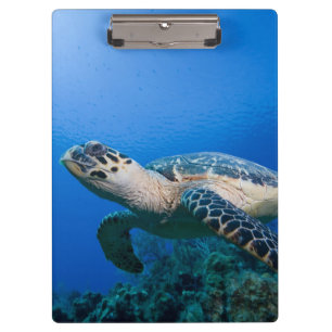 Kaimaninseln, Little Cayman Island, Unterwasser 2 Klemmbrett