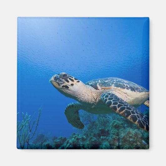 Kaimaninseln, Little Cayman Island, Unterwasser 2 Magnet (Vorne)