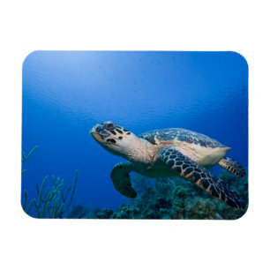 Kaimaninseln, Little Cayman Island, Unterwasser 2 Magnet