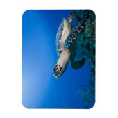 Kaimaninseln, Little Cayman Island, Unterwasser 2 Magnet (Vertikal)